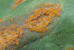 Uromyces erythronii