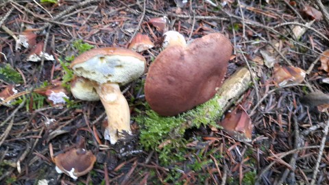 Imleria badia