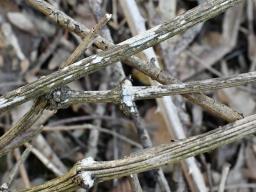 Radulomyces rickii