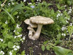 Entoloma clypeatum