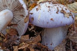 Cortinarius caerulescens