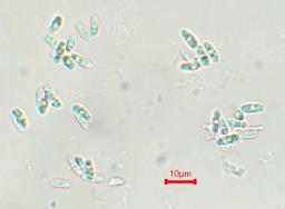 Cerioporus varius