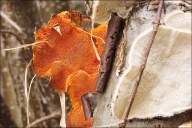 Pycnoporus cinnabarinus
