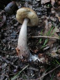 Leccinum scabrum