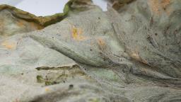Coleosporium tussilaginis