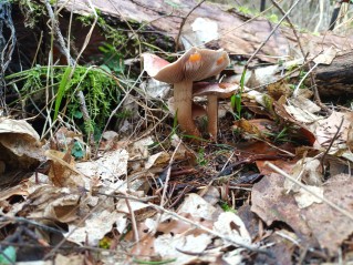Hypholoma lateritium