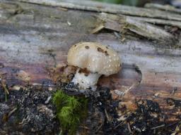 Pholiota lenta