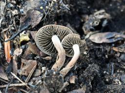 Panaeolus guttulatus