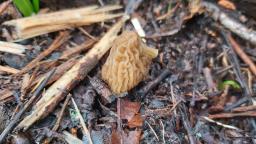 Verpa bohemica
