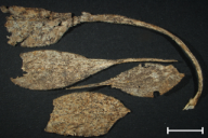 Uromyces inaequialtus