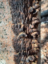 Mensularia nodulosa