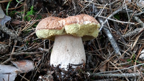 Boletus edulis