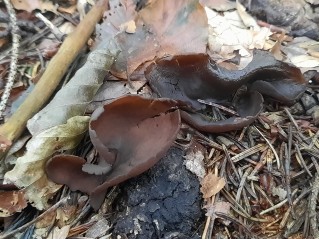Otidea bufonia