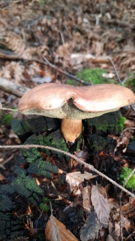 Imleria badia