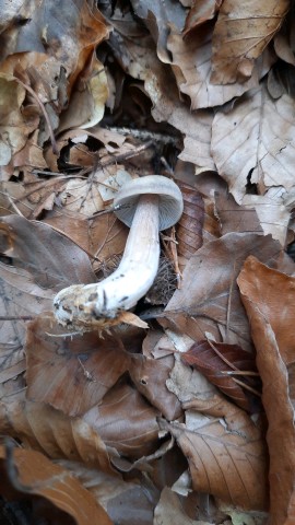 Rhodocollybia asema