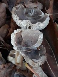 Tricholoma terreum