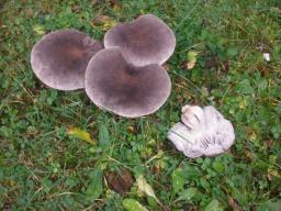 Tricholoma terreum