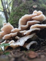 Phlebia tremellosa