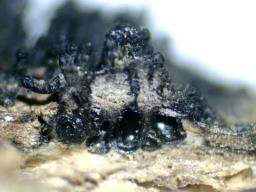 Peroneutypa scoparia