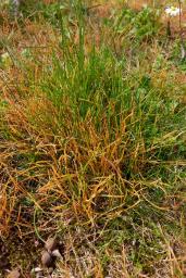 Puccinia striiformis