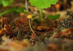 Pruinomycena acicula