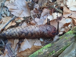 Auriscalpium vulgare
