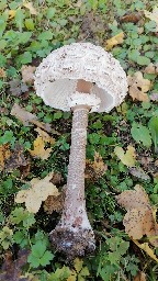 Macrolepiota procera