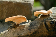 Neofavolus alveolaris
