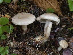 Atractosporocybe inornata