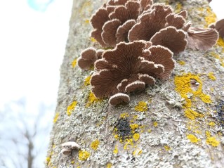 Schizophyllum commune