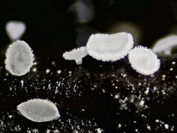 Cistella acuum