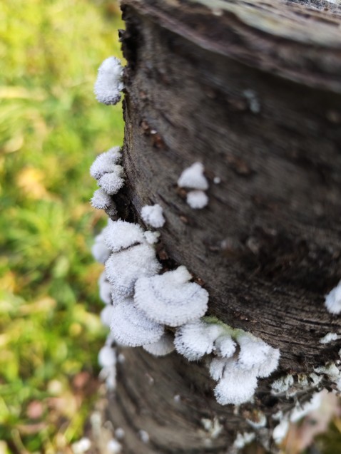 Schizophyllum commune