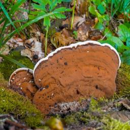 Ganoderma applanatum