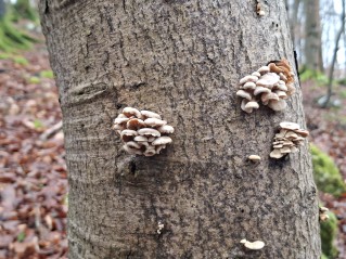 Panellus stipticus