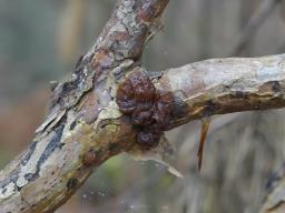 Exidia saccharina