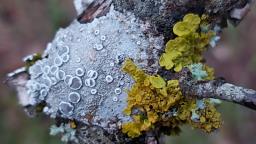Xanthoria parietina