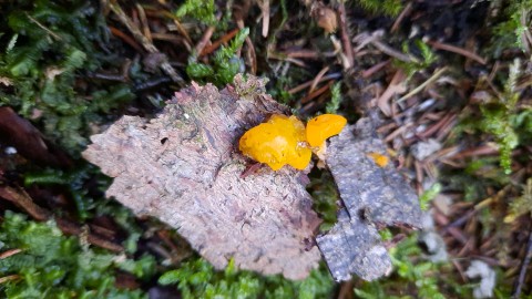 Dacrymyces stillatus