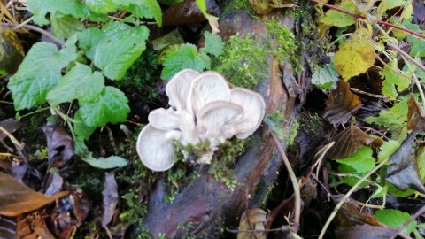 Pleurotus ostreatus