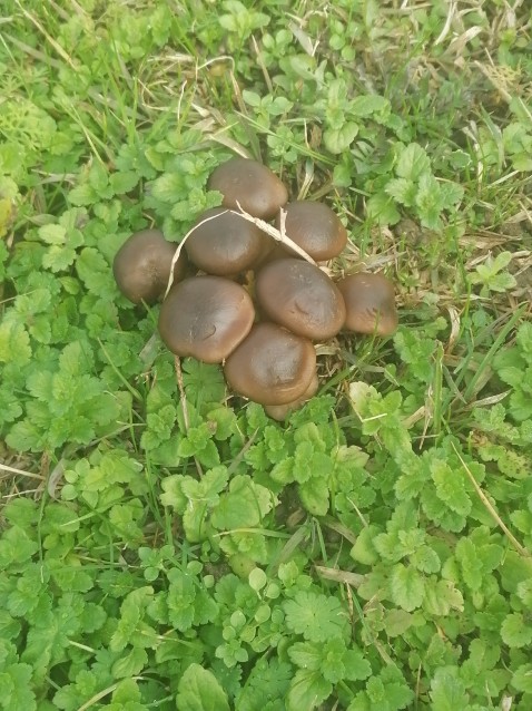 Lyophyllum loricatum