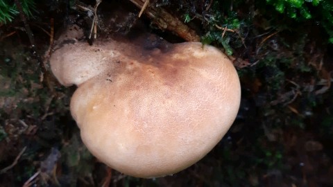 Tapinella atrotomentosa