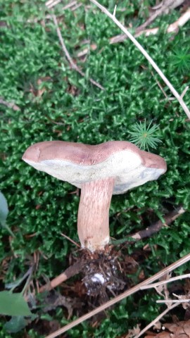 Imleria badia