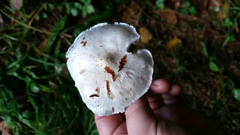 Tricholoma columbetta