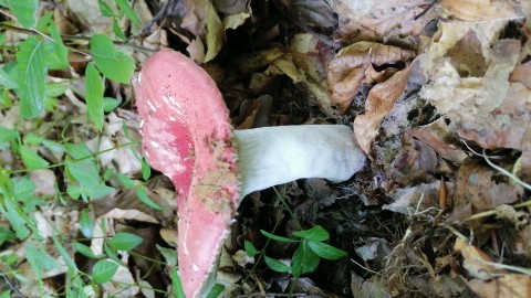 Russula rosea