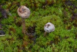 Tulostoma brumale