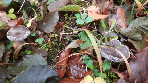 Tricholoma terreum
