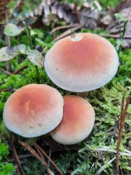Hypholoma lateritium
