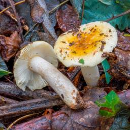 Russula fellea