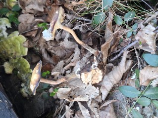 Lentinus brumalis