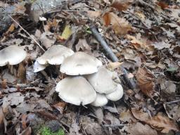 Tricholoma saponaceum