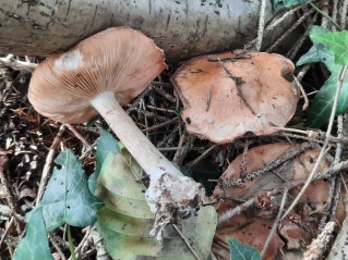 Leucocortinarius bulbiger
